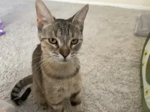 Minnow
