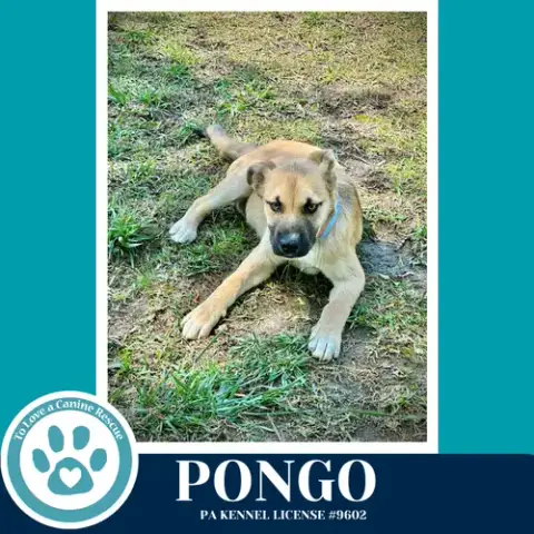 Pongo 042526 photo 3