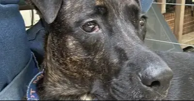 Chuck photo 3