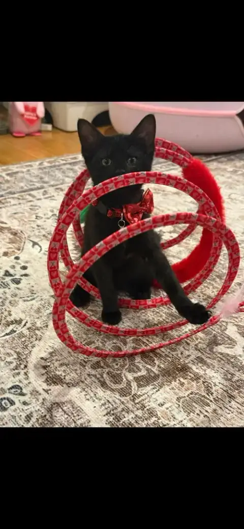 Sugar'S Fendi Kitten photo 3