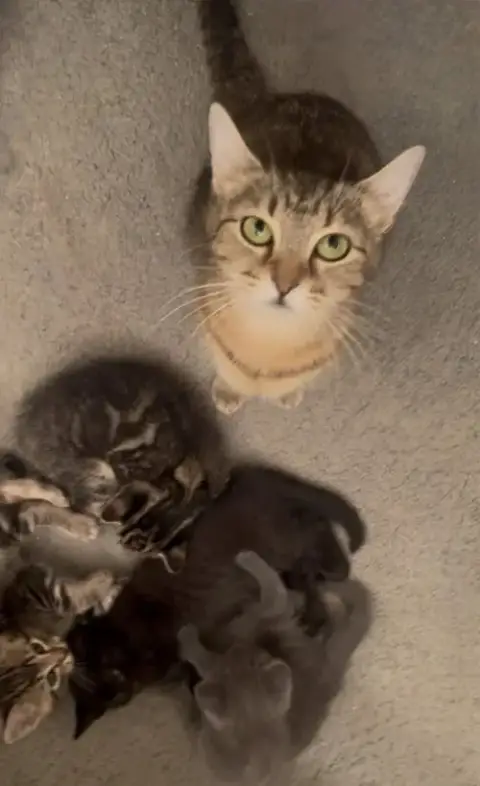 Memorial Day Special Cats!
