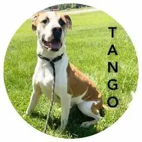 Tango