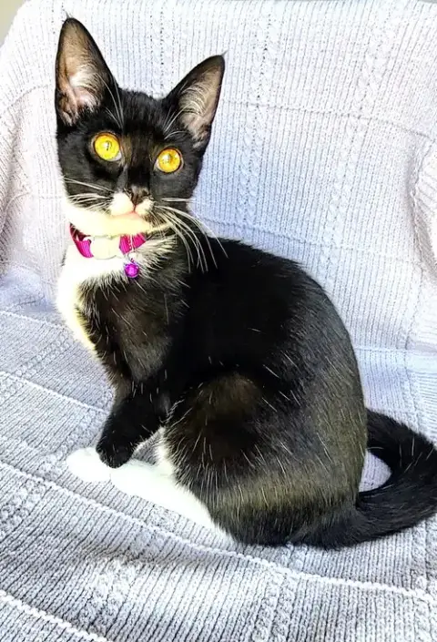 Kitten Mars