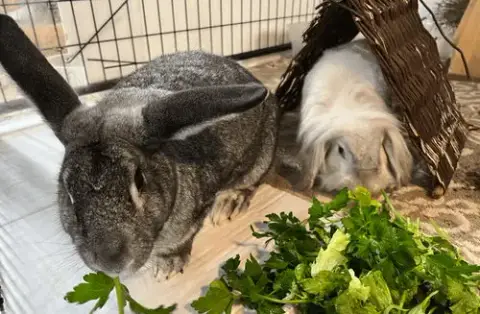 Odin And Khaleesi
