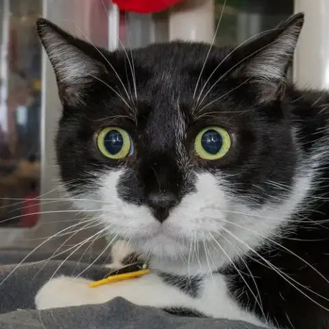 Oreo