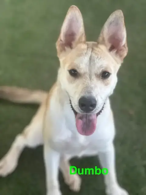 Dumbo