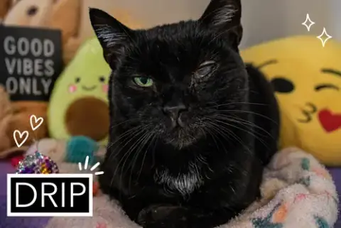 Drip: Medical Foster Requested