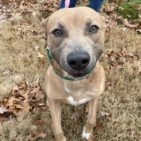 Rocco