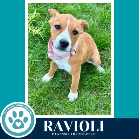 Ravioli photo 4