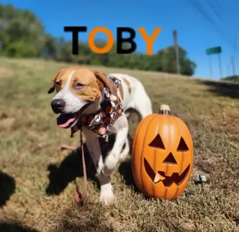 Toby