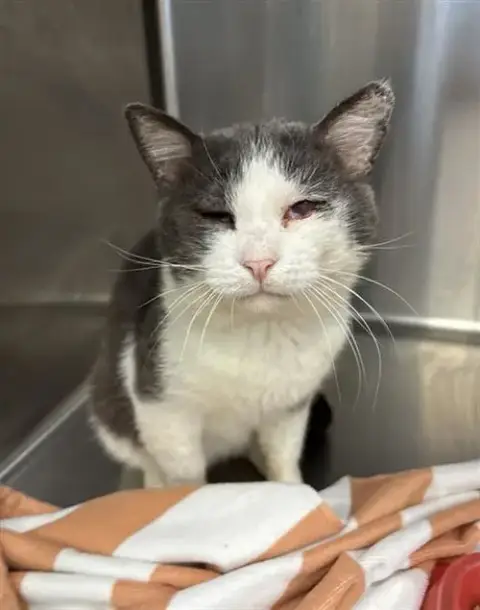 Tom