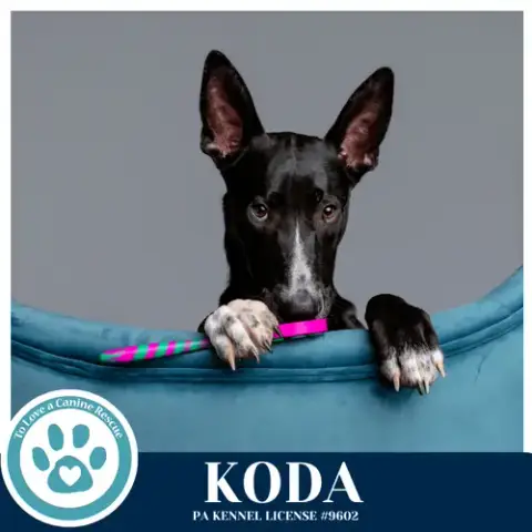 Koda 101125 photo 4