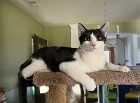 Purrducken photo 2