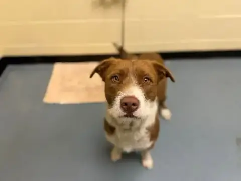 Biscuit