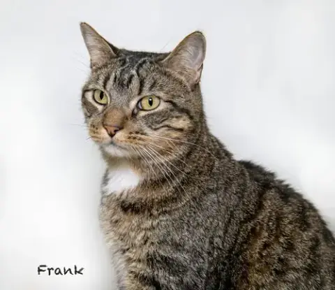 Frank