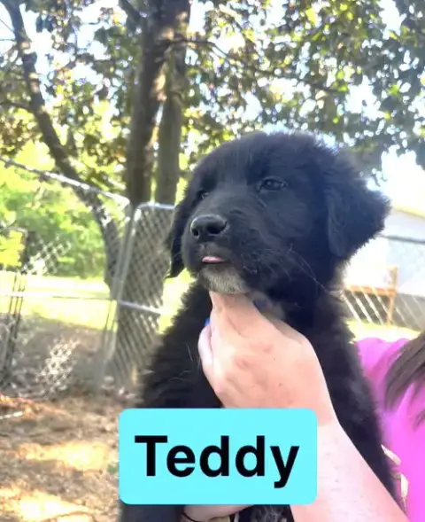 Teddy Eb In Ms photo 3