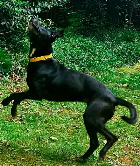 Sadie photo 4