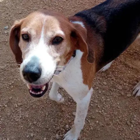 Kip photo 4