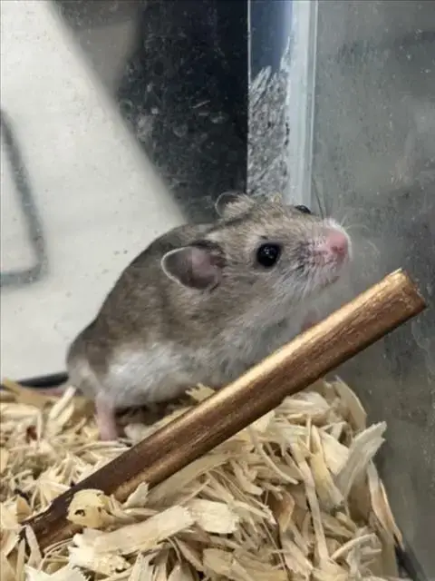 Stu