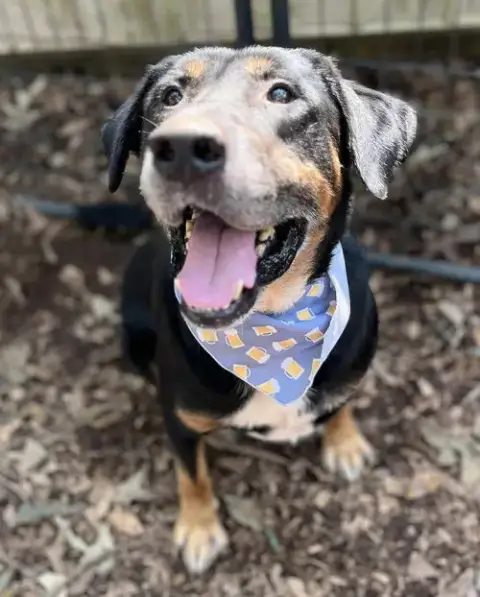 Rubble--Foster Needed! photo 2