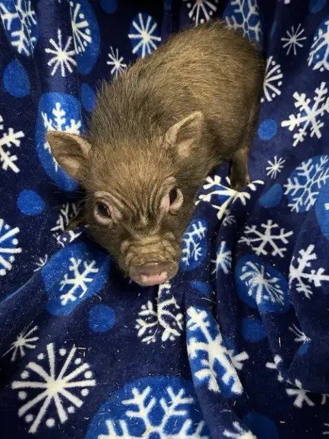 Wilbur photo 2