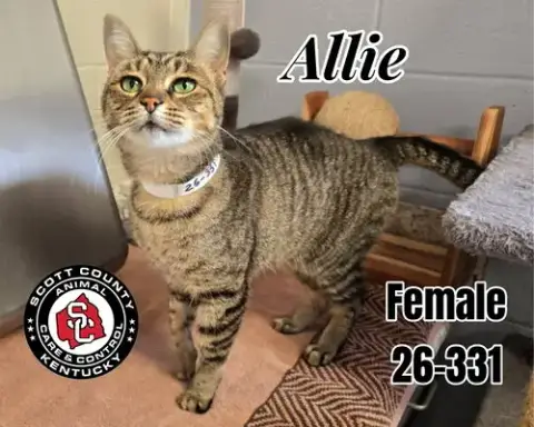 Allie