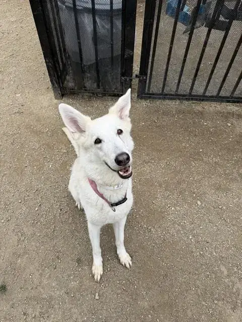 Heidi