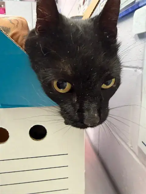 Loki