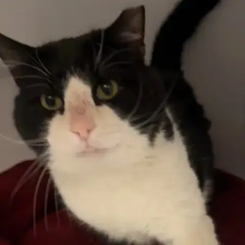 Sylvester photo 4