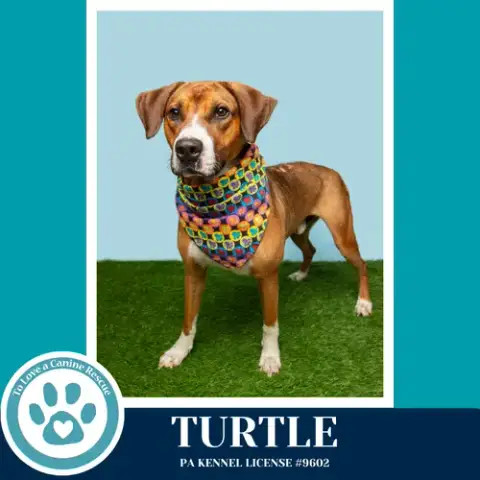 Turtle 041126 photo 3
