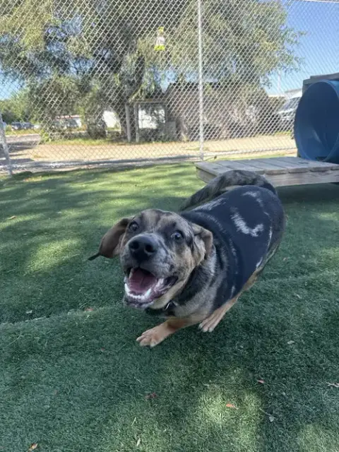 Pudge photo 4