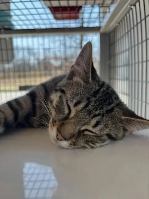 Tigger photo 2
