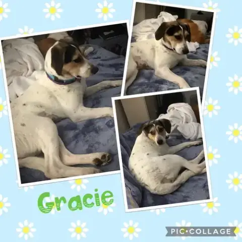 Gracie photo 5