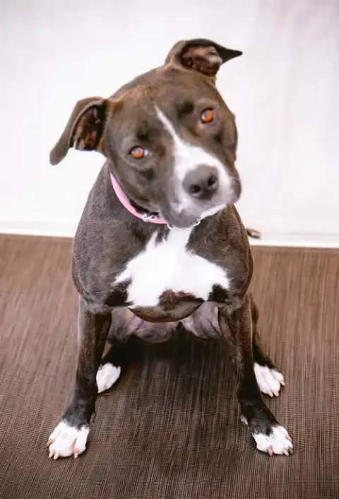 Nala