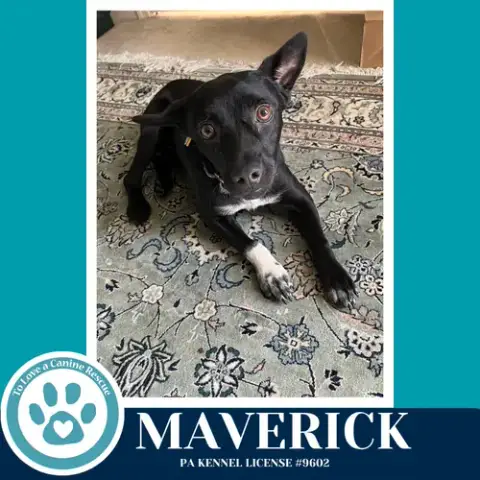 Maverick