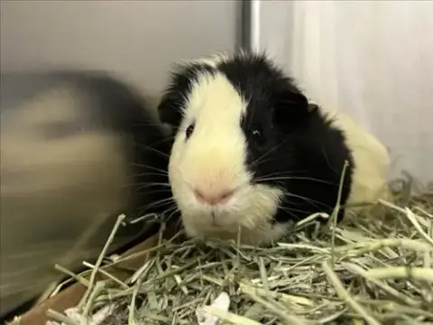 Skunk