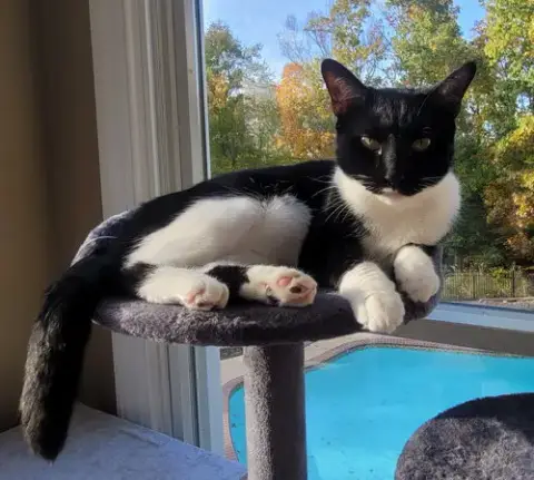 Maisie  Felv+