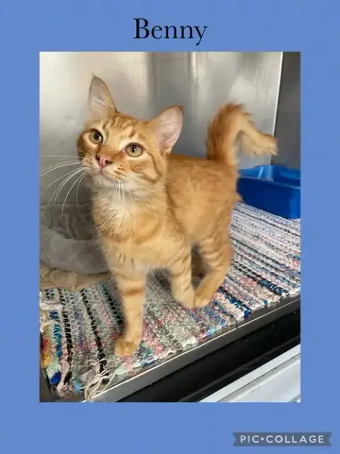 Benny