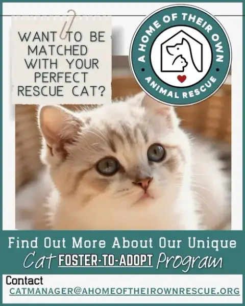 Foster-To-Adopt
