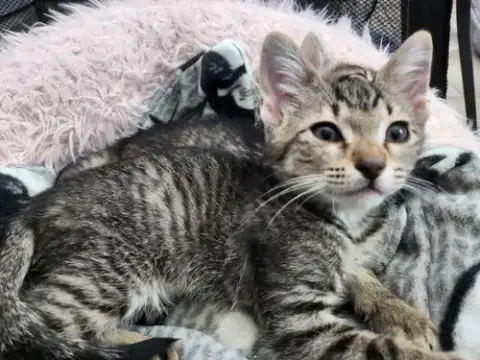Lucky Charmer Kellogg