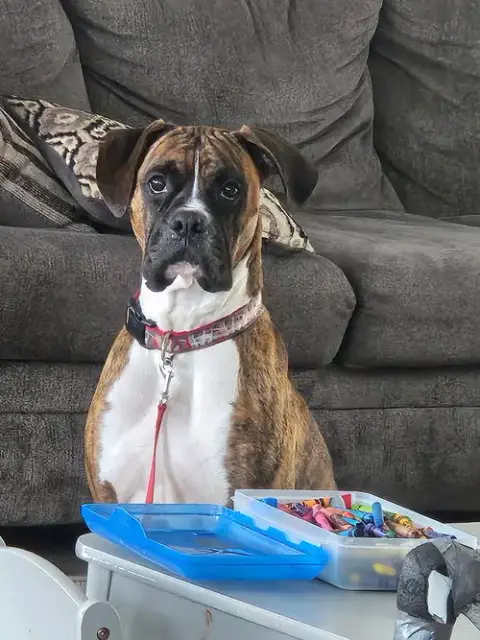 Dewey *Adoption Pending*