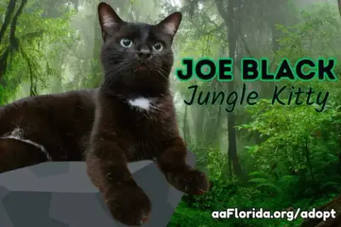 Meet Joe Black
