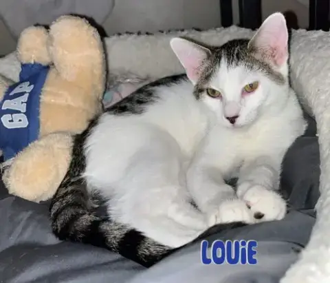 Louie