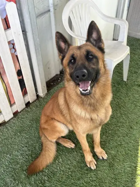 Maverick