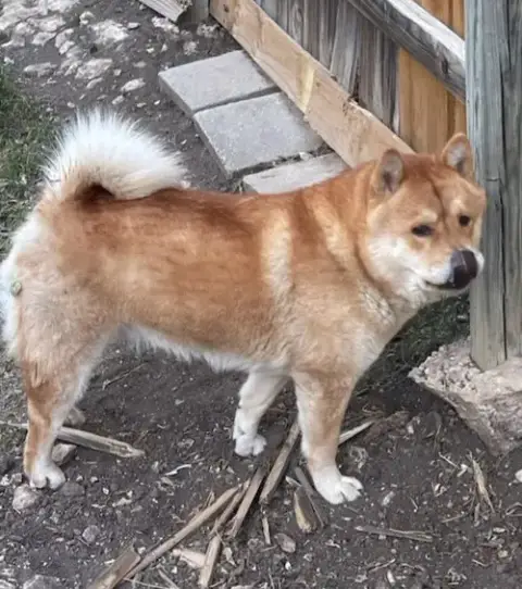 Mulan