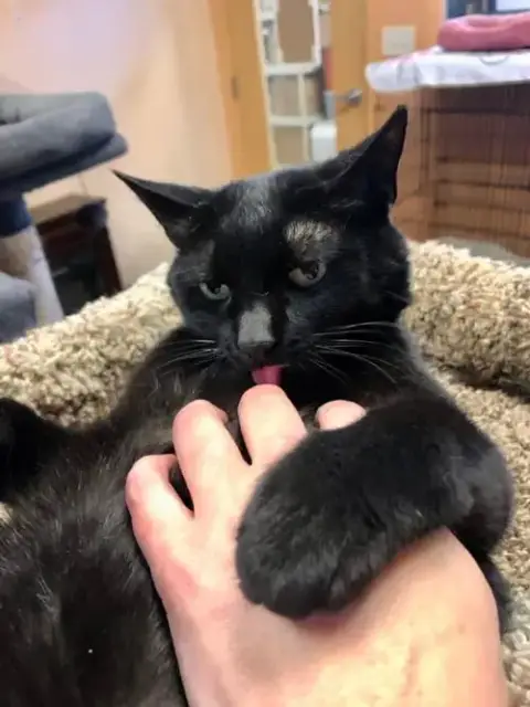 Purrcie photo 4