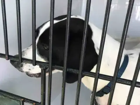 Minnie