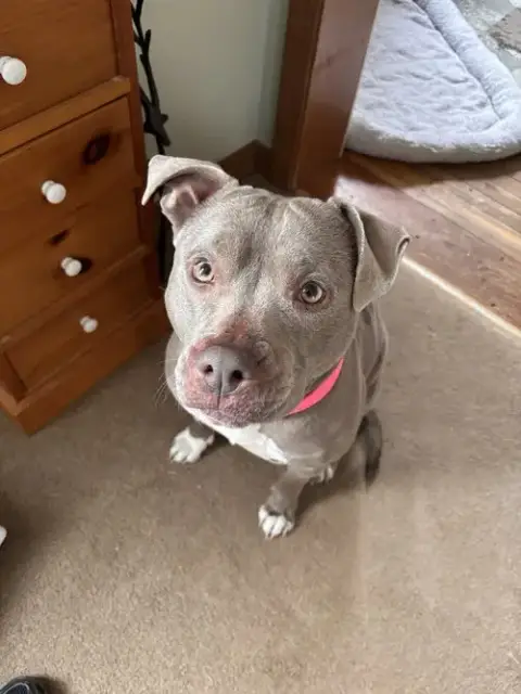 Nova The Nice