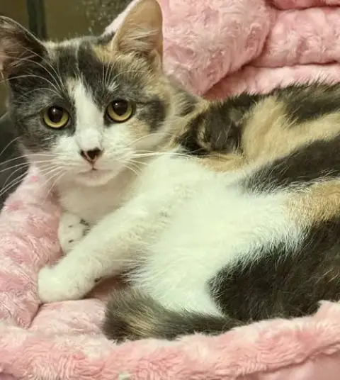 Creampuff