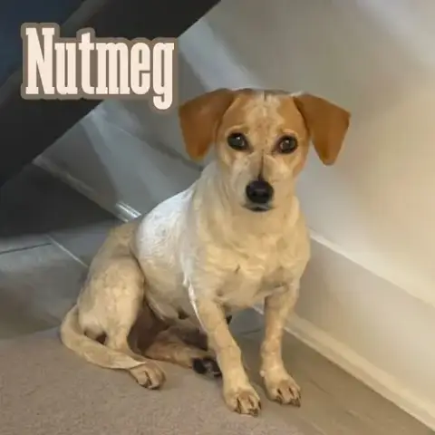 Nutmeg Cider photo 4